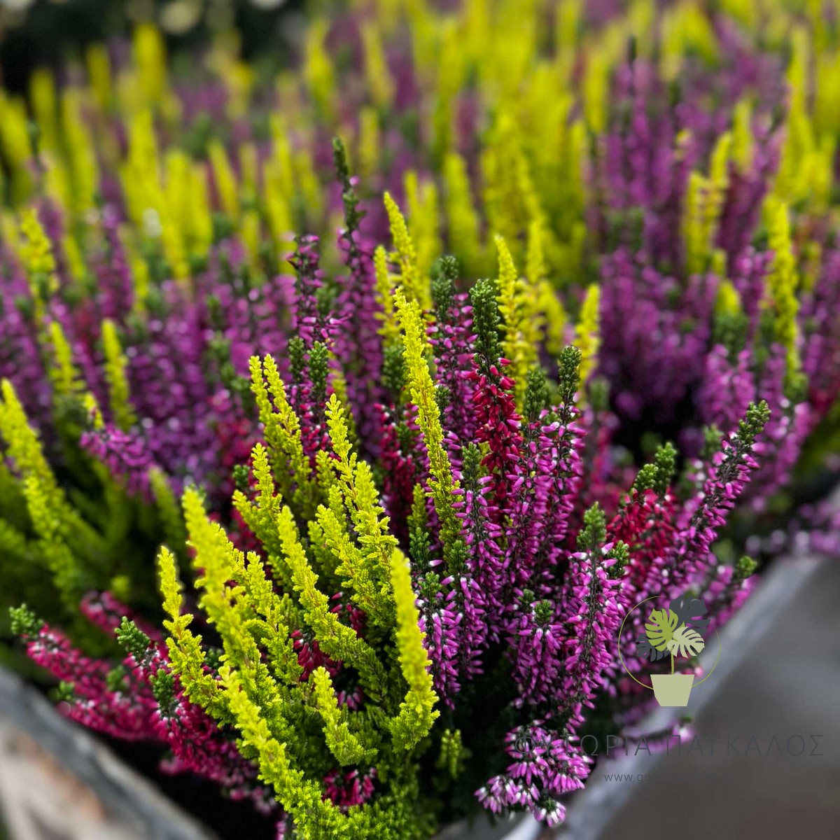 Ρείκι (Calluna vulgaris) | Αειθαλής Ανθοφόρος Θάμνος για Γλάστρες & Κήπο - 2